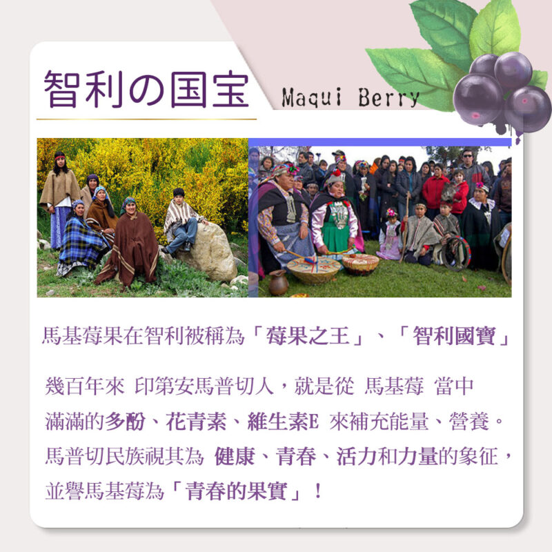 maqui berry 馬基莓粉挑選 智利酒果 亞積生技 護眼